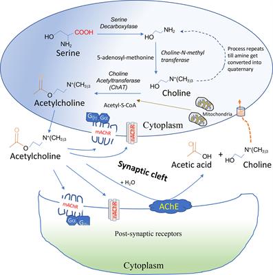 Frontiers | Cholinergic System And Its Therapeutic Importance In ...